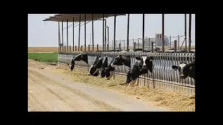 Roadside MBA: Product Differentiation at Rosa Brothers Milk Company