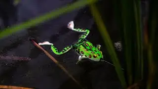 Chasebaits Big Bobbin&rsquo; Frog Review & Action! | Most Realistic-Lifelike Frog Lure ever made?