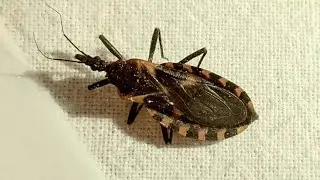 'Kissing bug' | CDC warns people of deadly bug that is native to Indiana