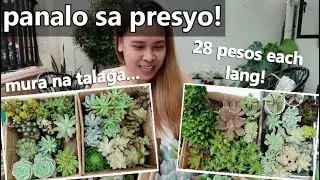 MURANG SUCCULENTS NA PASOK SA BUDGET MO! Succulent Name And Their Caretips