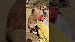 انسجام الإنسان مع الطبيعة في الصحراء
