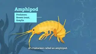 Freshwater Shrimp