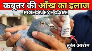  Pigeons  eyes drops top quality medicine 💊💉| कबूतर की आंख से पानी आने पर कौन सी दावा डाले |