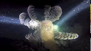 Oc&eacute;ana Plong&eacute;e - La Minute du Gorgonoc&eacute;phale - Jan 2015