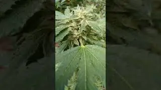 VA legal cannabis. week 6 flowering. Critical Mass strain