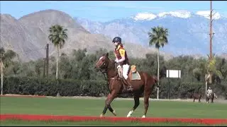 Polo Horse ASMR &mdash; Bird Chirps, Cantering Hoof Sounds & Metal Tack Clinking