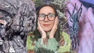 Хитрый ДВОЙНОЙ Призрачный Декоративный Тарантул - Poecilotheria vittata Переселение!!