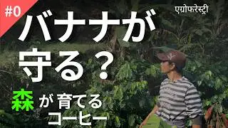 森で育てるコーヒー｜FARMERS PASSIONのアグロフォレストリー