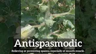 How to Say Antispasmodic in English? | What is Antispasmodic? | How Does Antispasmodic Look?