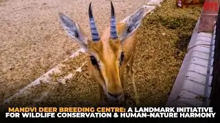 Mandvi deer breeding centre: a landmark initiative for wildlife conservation &  human-nature harmony