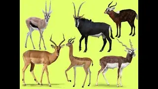 Learn names Antelopes in English | Learn Sounds of Antelopes for Kids @SmartFamilyEnglish