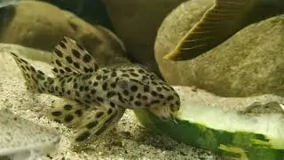 Leporacanthicus heterodon