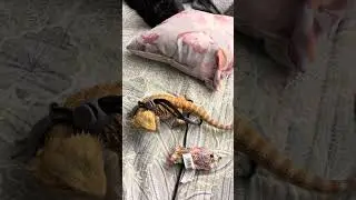 My 6 month old male bearded dragon playing with a cat toy