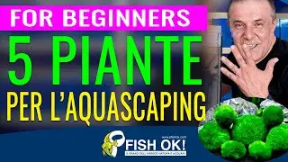 🌿 5 Piante per l'Aquascaping  del tuo acquario (for beginners)