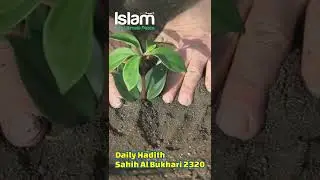 Planting tree is a charity - Revive a Sunnah #shorts