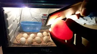 Candling Eggs DAY 7 (Chicken Egg Candling Day 1-21)