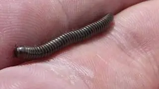 Millipedes - Tachypodoiulus niger  - &THORN;&uacute;sundf&aelig;tla - Li&eth;d&yacute;r - P&ouml;ddur - Skord&yacute;r