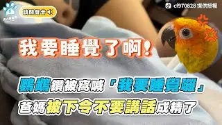 【鸚鵡鑽被窩喊「我要睡覺囉」 爸媽被下令不要講話成精了】｜TikTok / cf970828