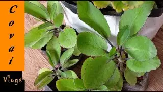 Medicinal plant helps to cure kidney stone /Ranakalli /Bryophyllum /Kalanchoe /Pattharcatta/Airplant