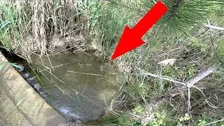 &Eacute;NORME POISSON DANS UNE FLAQUE D'EAU !