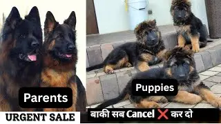 🔥 Long Coat German Shepherd Puppies for Sale in India 2025 | Heavy Bone | Delivery Available 🐶