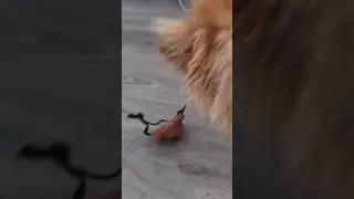 POEPIE DOEPIE POO