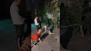 K9 YADAV DOG TRAINING Army Trainer  is live!