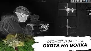 Волки съели лося &ndash; ИДЁМ МСТИТЬ! Ночная охота на стаю волков с тепловизором