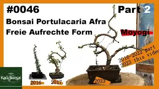 #0046 | Portulacaria Afra | Eine frei aufrechte Form | Informal Upright | 2023-01 | Part 2
