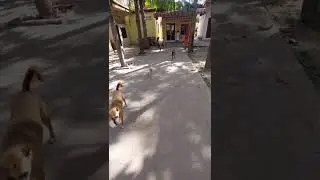 Monastery's dogs following me for cakes