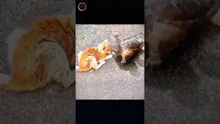 Cat vs. Turtle Showdown: Who Wins This Epic Street Battle? 🐱🐢🔥 Tell Us Below!