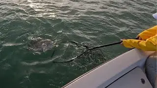 Tripletail Fishing Buoys! Catch Clean Cook (Lazy Flamingo)
