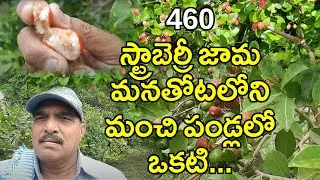 Strawberry  guava is one of the best tropical fruit ||hari babu ||natural farming