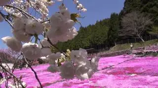 明宝の春の風物詩　国田家の芝桜