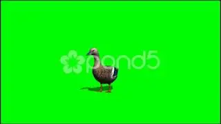 Duck In Motion - royalty Free Green Screen