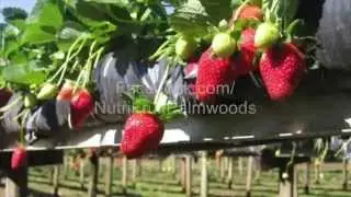 NutriFruit Organic Strawberry Farm