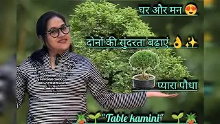 घर और मन 😍दोनों की सुंदरता बढ़ाएं 👌✨प्यारा पौधा 🪴🌱
