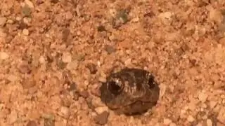 Pelusios nanus