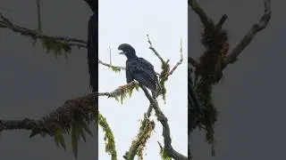 Wattled umbrella bird in ecuador 🇪🇨 #shorts #umbrellabird #birds