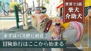 【車椅子冒険記】柴犬介助犬と行く、高円寺への小さな冒険！自力で辿り着く喜び（バス停到着編）