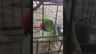 #parrot #talkingparot #trending #status #shortvideo 🦜🥰 @Mithu7