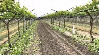Desbrote de uva
