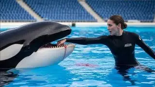 How Orca Attack Jessica Full Movie Explained in Hindi