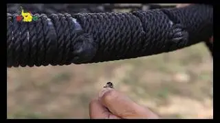 New Nest Swing Set Fire Resistant (2018)