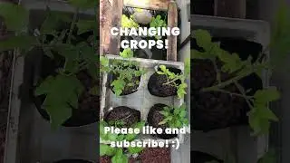 A Fresh Aquaponic Start #aquaponics #diy