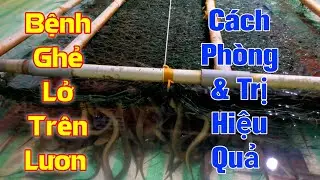 Cách Phòng Và Điều Trị Ghẻ Lở Trên Lươn Hiệu Quả Vào Mùa Đông ✓ Minh Đoàn Tô