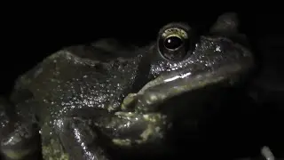 Toads & Frogs - Wildlife Footage & Photography