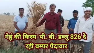 गेहूं की किस्म  पी. बी. डब्लू 826 दे रही बम्पर पैदावार #pbw826