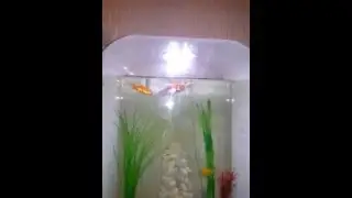BiOrb Life Portrait 60 Litre White Aquarium Cold Water Intelligent 24hr LED Light