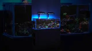 the budget 80 gallon. #nicrew #reeflife #aquarium #reef #helpmemakethismakesense